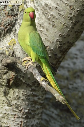 Perruche à collier