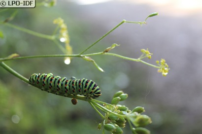 Machaon