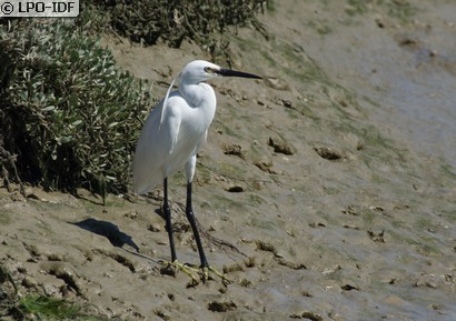 Aigrette garzette
