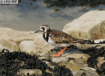 Tournepierre à collier