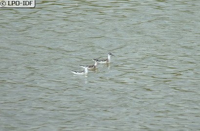 Phalarope à bec étroit