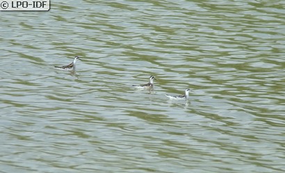 Phalarope à bec étroit