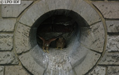 Faucon crécerelle