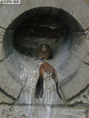 Faucon crécerelle