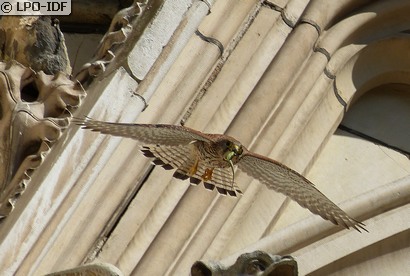 Faucon crécerelle