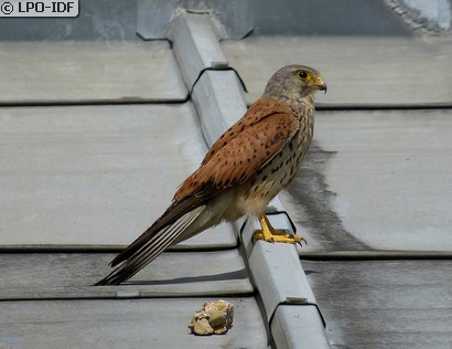 Faucon crécerelle