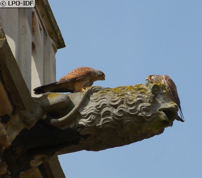 Faucon crécerelle