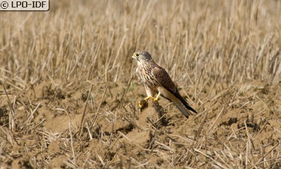 Faucon crécerelle