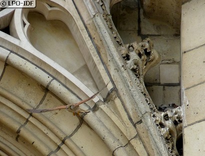 Faucon crécerelle