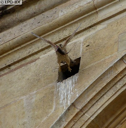 Faucon crécerelle