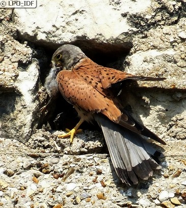 Faucon crécerelle