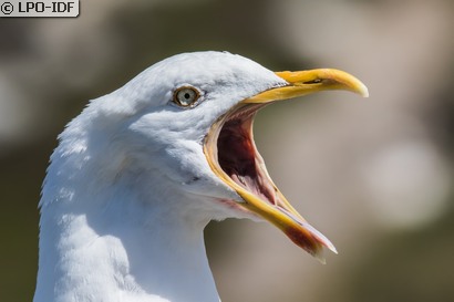 Goéland argenté