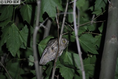 Petit-duc scops