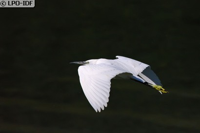 Aigrette garzette