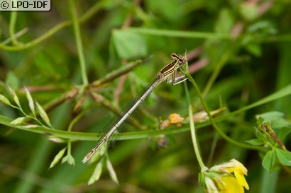 Agrion à larges pattes