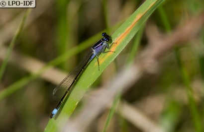 Agrion élégant