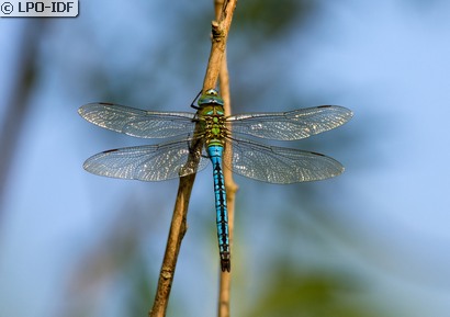 Anax empereur