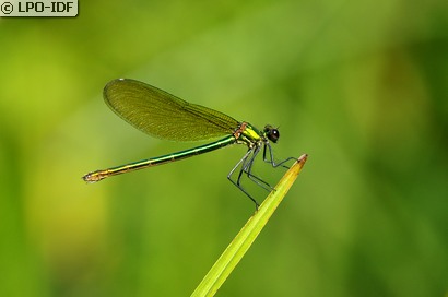 Caloptéryx éclatant