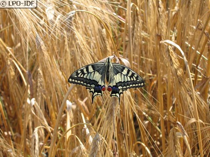 Machaon