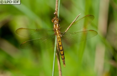 Orthétrum bleuissant