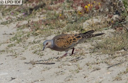 Tourterelle des bois