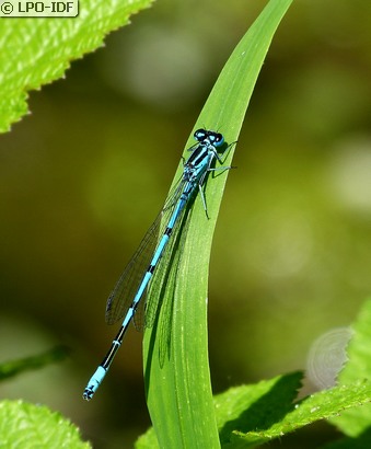 Agrion jouvencelle