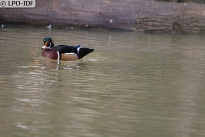 Canard carolin
