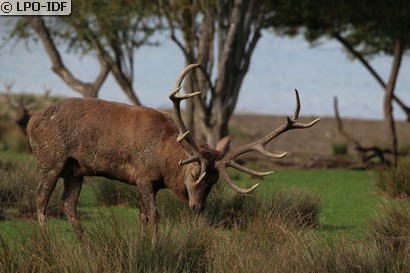 Cerf élaphe