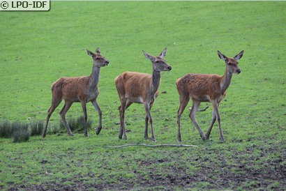 Cerf élaphe
