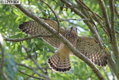 Faucon crécerelle