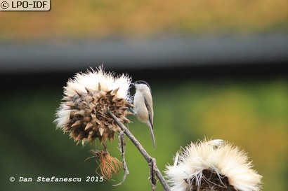 Mésange nonnette