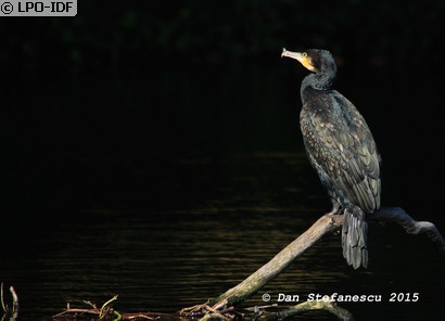 Grand Cormoran