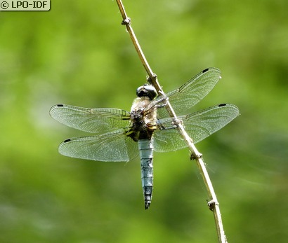 Libellule fauve