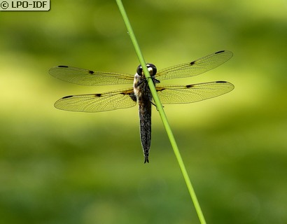 Libellule à quatre taches