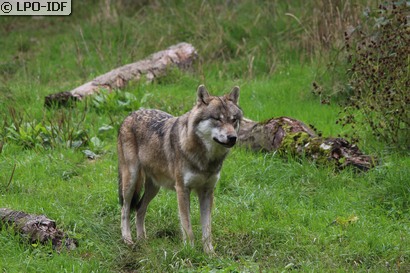 Loup