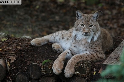 Lynx