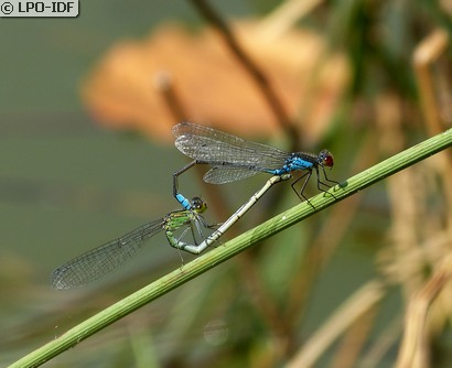 Naïade au corps vert