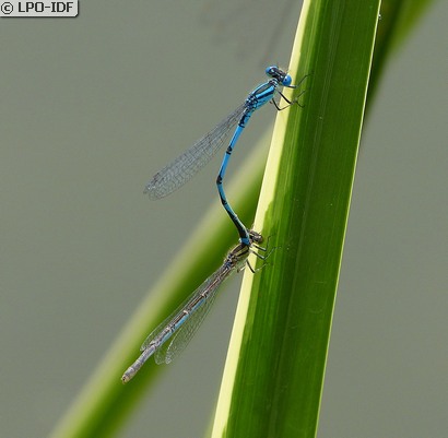 Naïade aux yeux bleus