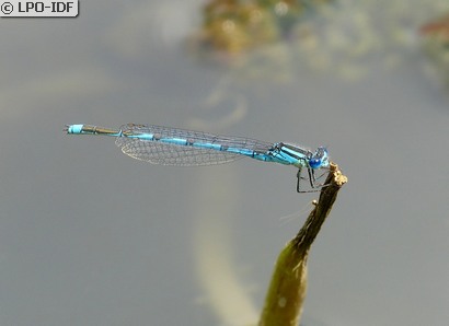 Naïade aux yeux bleus