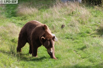 Ours brun