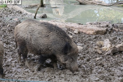 Sanglier