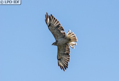 Buse variable