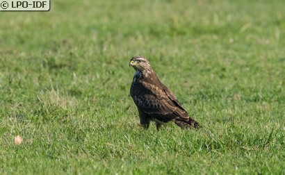 Buse variable