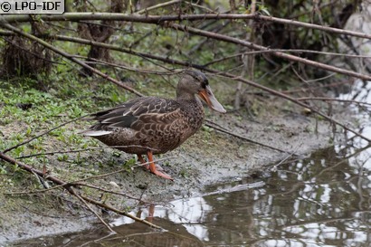 Canard souchet
