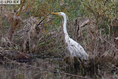 Grande Aigrette