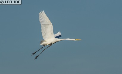 Grande Aigrette