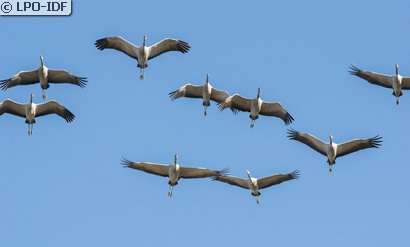 Grue cendrée