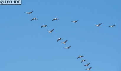 Grue cendrée