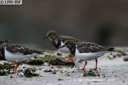 Tournepierre à collier