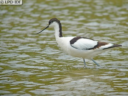 Avocette élégante
